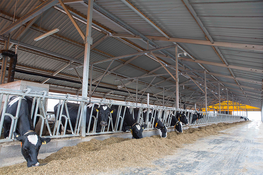 Temporary Livestock Shelter